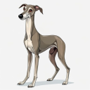 Greyhound