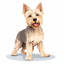 Cairn Terrier