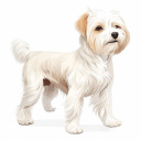 Chinese Crested Dog
