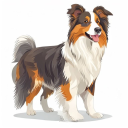 Bearded Collie