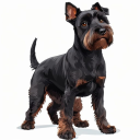 Black Russian Terrier