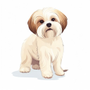 Maltese