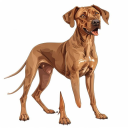 Rhodesian Ridgeback