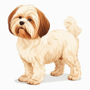 Lhasa Apso