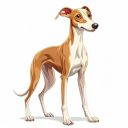 Whippet