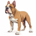 American Bulldog
