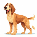 Afghan Hound