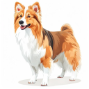 Shetland Sheepdog