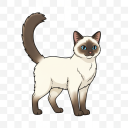 Balinese Cat