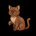 Burmese Cat