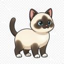 Snowshoe Cat