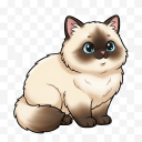 Himalayan Cat