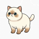 Exotic Shorthair