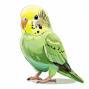 Budgerigar