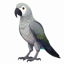 African Grey Parrot