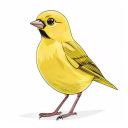 Canary