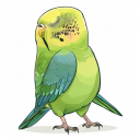 Ringneck Parakeet