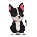 American Staffordshire Terrier