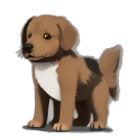 Chesapeake Bay Retriever
