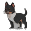 German Pinscher
