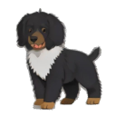 Gordon Setter