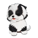 Havanese