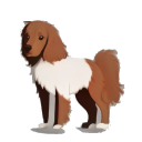 Irish Setter