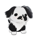 Japanese Chin