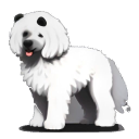 Komondor