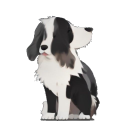 English Springer Spaniel