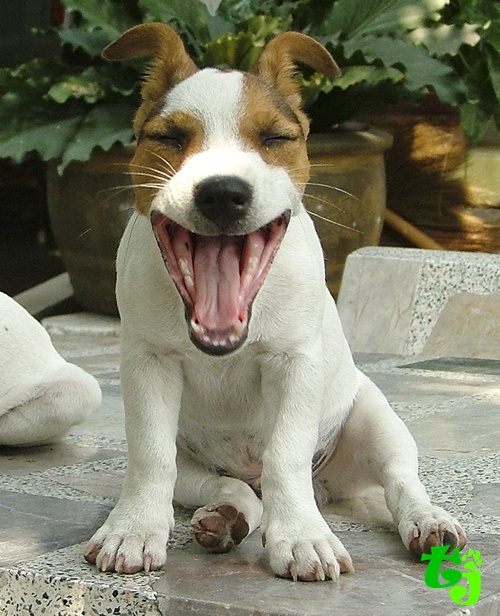 Taro