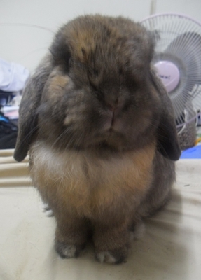 Sherlock