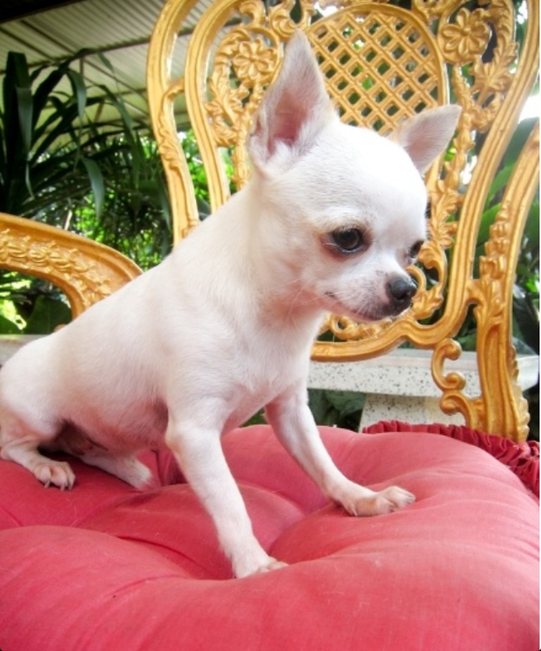 WHISKY