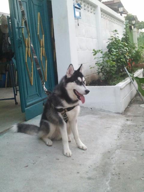 LALU'S' HUSKY