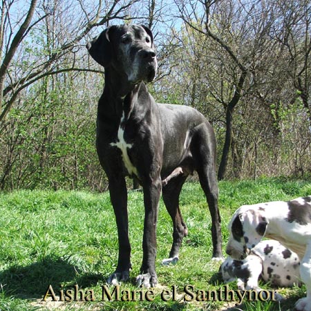 ITA.Ch.Aisha "Marie"el Santhynor