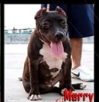 Merry