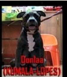 Dollaa