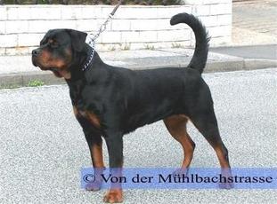 Gunda von den Hassbergh