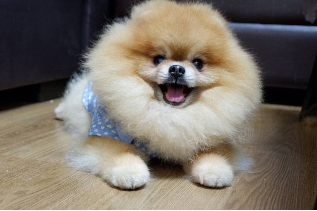 Zimmex of Junglepom
